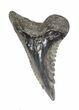 Fossil Hemipristis Shark Tooth - Maryland #42551-1